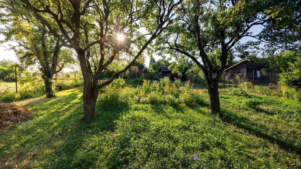 Záhrada 400 m² s drevenou chatkou, Košice SEVER - Kalvária