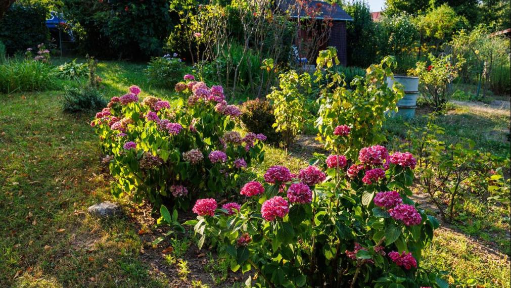 Záhrada 400 m² s drevenou chatkou, Košice SEVER - Kalvária