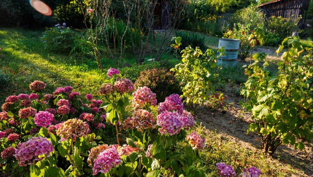 Záhrada 400 m² s drevenou chatkou, Košice - SEVER, Kalvária